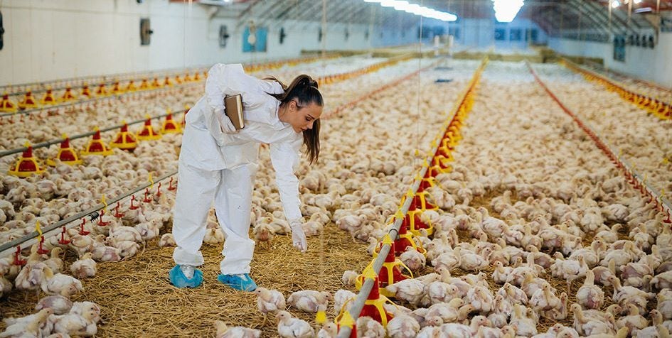 poultry farm business plan loan